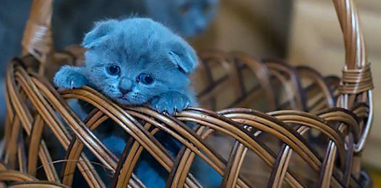 2018年成人高考專升本醫學綜合試題及答案 2018年成人高考專升本醫學綜合試題及答案