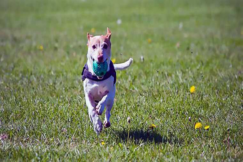 成人高考和自考有什么區別 上班族適合選哪個 成人高考和自考有什么區別 上班族適合選哪個